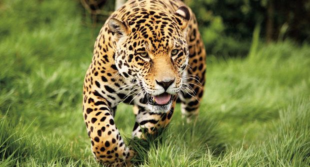 Zlato a rtuť: Nebezpečí pro jaguáry
