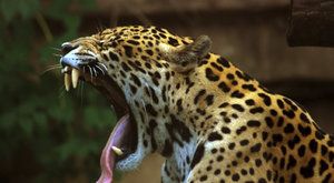 Lovec kajmanů: Odvážlivec z Pantanalu