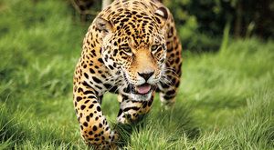 Zlato a rtuť: Nebezpečí pro jaguáry