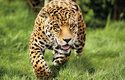 Samci jaguárů, kteří jsou větší než samice, mohou vážit přes 100 kg