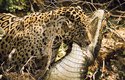 Kajmani patří k nejčastější kořisti zdejších jaguárů