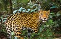 Mimořádně silným stiskem čelistí dokáže jaguár prokousnout lebku krokodýla nebo želví krunýř