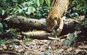Jaguár s uloveným pásovcem