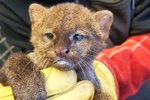 Mládě jaguarundi, divoké jihoamerické kočky příbuzné s gepardy a pumami, se narodilo v brněnské zoo už v listopadu. Až teď se ošetřovatelům podařilo matku Fionu odlákat a kotě vyšetřit.  