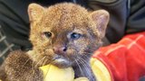 Konec kočičího tajemství: Utajený přírůstek jaguarundi v brněnské zoo je kluk 