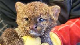 Mládě jaguarundi, divoké jihoamerické kočky příbuzné s gepardy a pumami, se narodilo v brněnské zoo už v listopadu. Až teď se ošetřovatelům podařilo matku Fionu odlákat a kotě vyšetřit.  