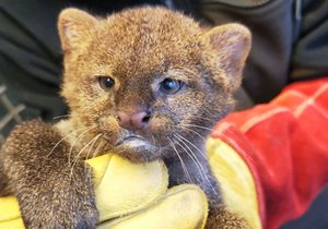 Mládě jaguarundi, divoké jihoamerické kočky příbuzné s gepardy a pumami, se narodilo v brněnské zoo už v listopadu. Až teď se ošetřovatelům podařilo matku Fionu odlákat a kotě vyšetřit.  