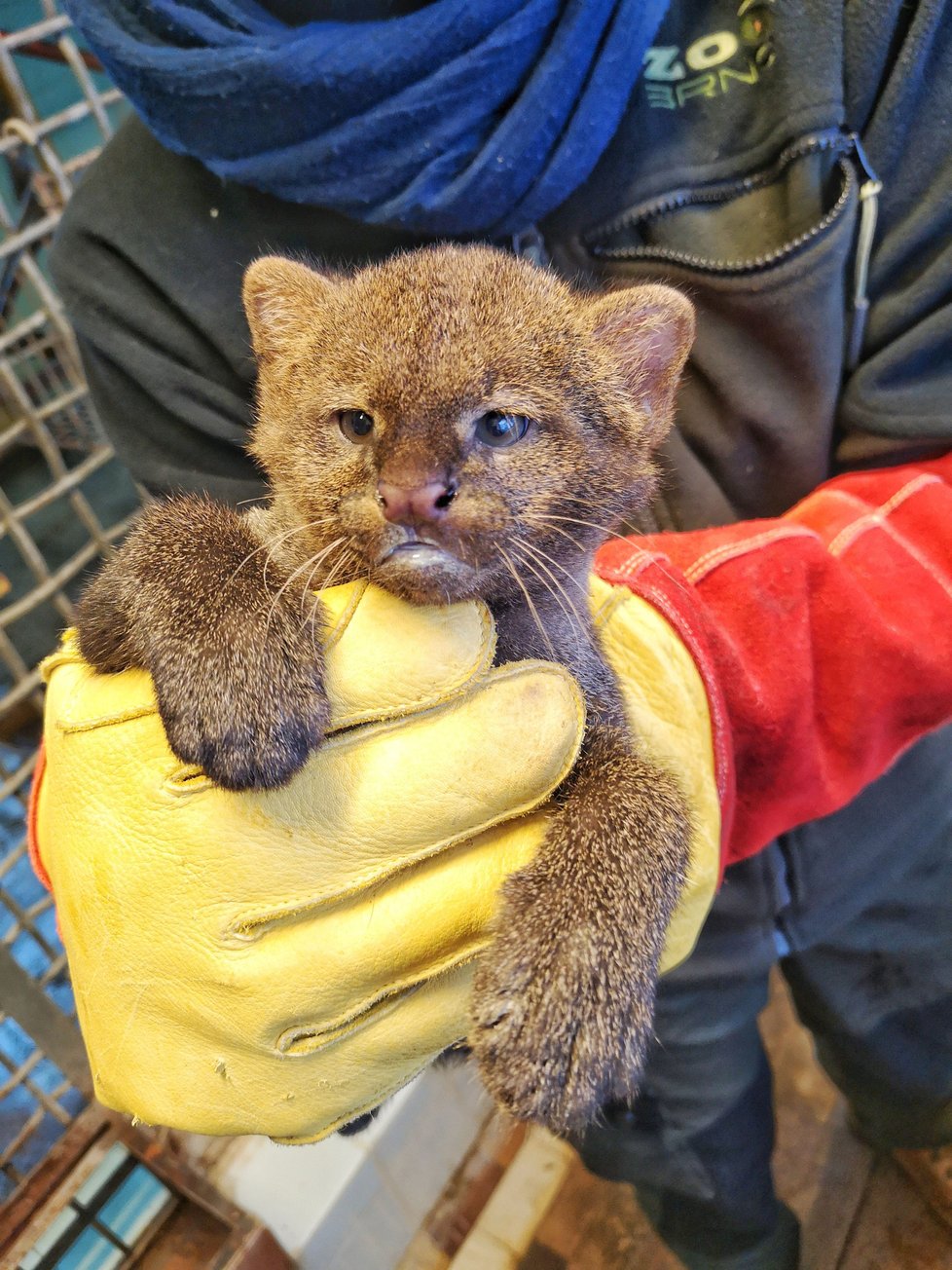 Conkon se má k světu, aktuálně váží 530 gramů, v dospělosti to dotáhne až na 9 kilogramů. Veřejnosti se v celé své kráse představí až na jaře.