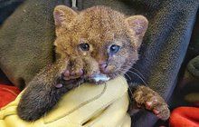 Konec tajemství v brněnské zoo: Mazlík jaguarundi je kluk! 