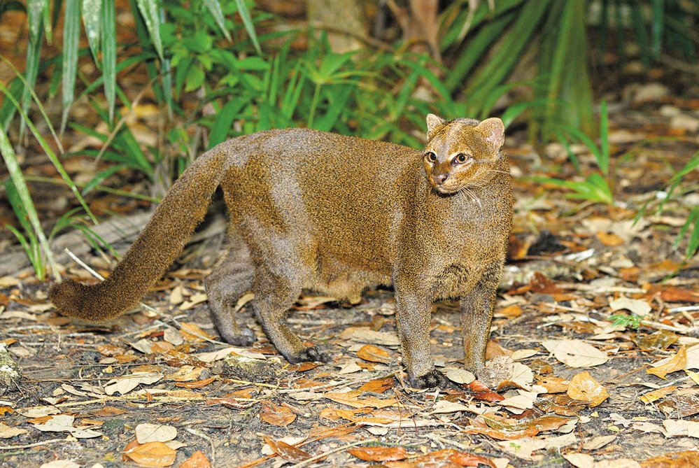 Jaguarundi je jednobarevná kočka velká asi jako kočka domácí