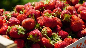 Tisíce lidí sem jezdí na jahody. Teď oblíbenou farmu koupil nový majitel Tisíce lidí sem jezdí na jahody. Teď oblíbenou farmu koupil nový majitel