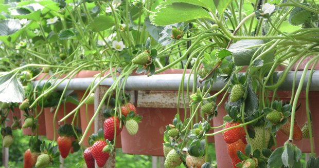 Pěstování jahod může být velká zábava a zvládnete to třeba i na balkoně.