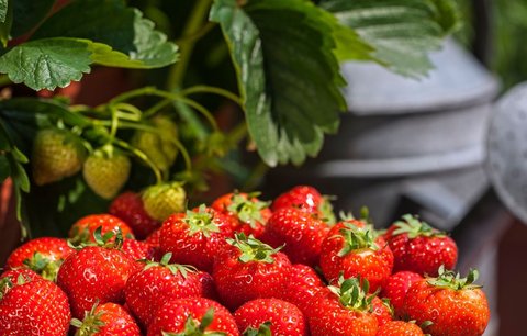 Nedaří se vašemu jahodníku? Poradíme, jak vypěstovat jahody sladké jako med!  