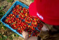 Jahody české, nebo z dovozu? Nenechte se napálit. Ovocnář radí, jak je poznat