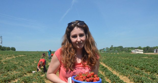 Mezi prvními letošními samosběrači jahod byla na olomouckých jahodových polích Veronika Sílová (35) ze Šternberka. Na samosběru ji lákají hlavně čerstvost a kvalita jahod.