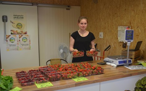 Cesta jahod od natrhání na pult obchodu netrvala ani 24 hodin.