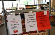 Polské za 50 Kč, české za 100 a více: Proč jsou jahody tak drahé?