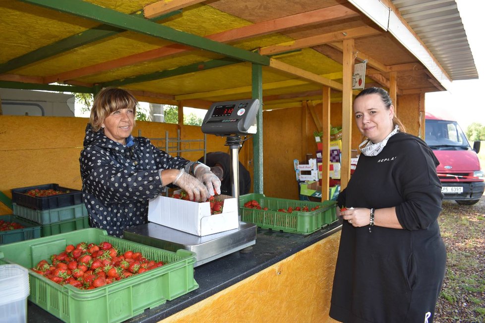 Kateřina Schejbalová koupila v plzeňské jahodárně tři kilogramy jahod. Navážila jí je Věra Hasmanová.