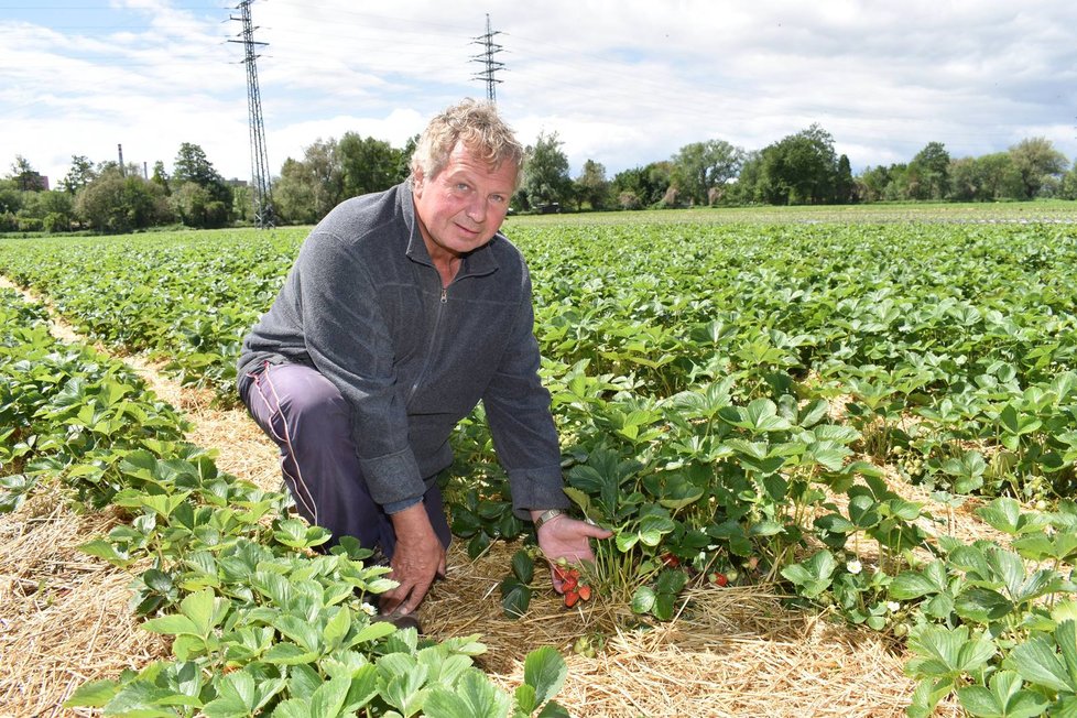 Oldřich Kříž na jahodové plantáži ukazuje, že plody již dozrávají.