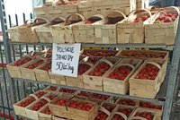 Jahody z Polska: Za polovinu a bez práce! Velké srovnání cen