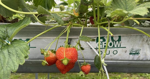 Jahodám se v Nebílovech ve speciálním substrátu daří, krásně červenají.