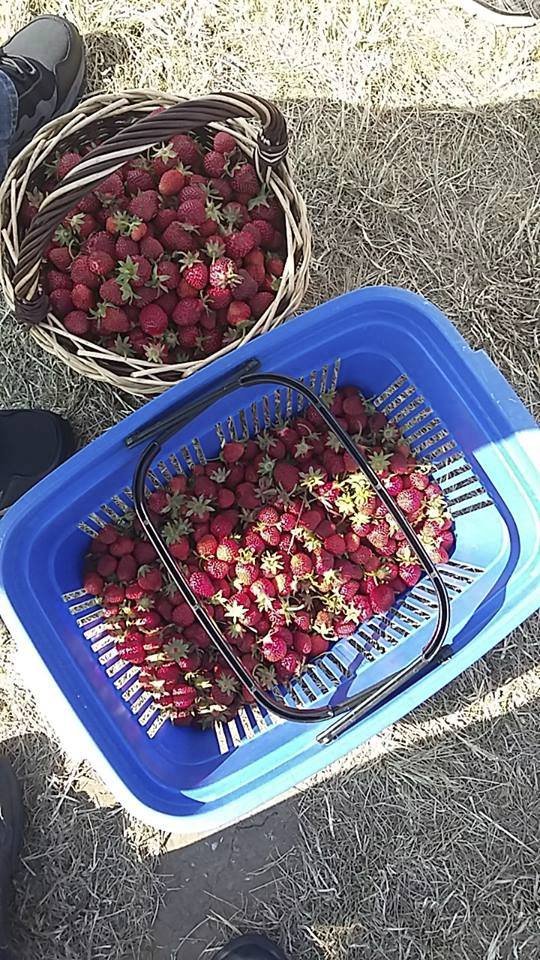 V neděli ve Vraňanech zavřela jahodárna brány už v devět dopoledne.