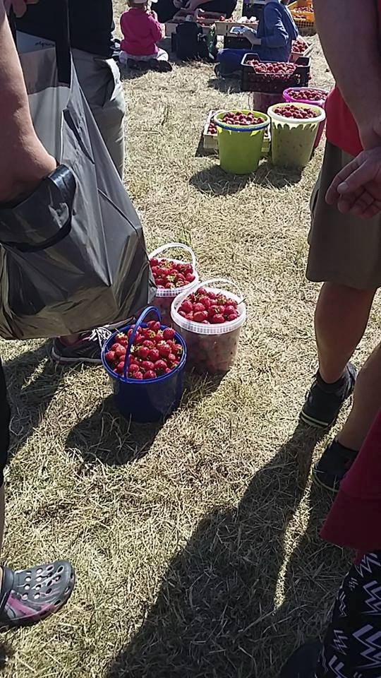 V neděli ve Vraňanech zavřela jahodnice brány už v devět dopoledne.