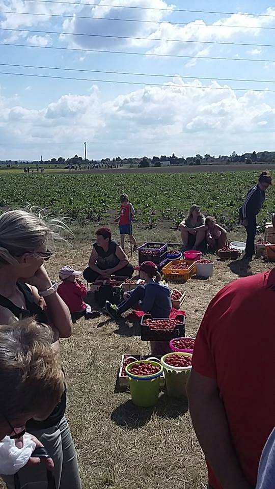 V neděli ve Vraňanech zavřela jahodárna brány už v devět dopoledne.