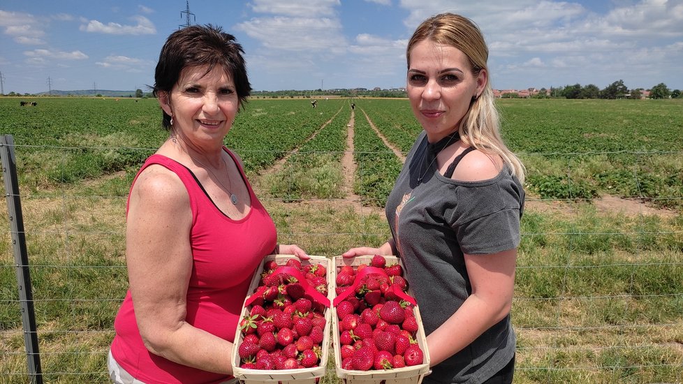 Pro jahody hlavně na jídlo si přijely například Zdena Neugebauerová (31, vpravo) a Bohuslava Nečasová (63)