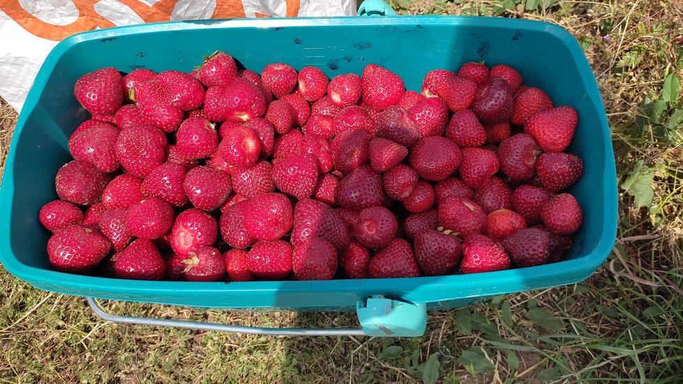 V Šakvicích na Břeclavsku začal samosběr jahod.