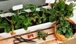 Vypěstovat jahody lze i v domácích podmínkách na balkoně či terase