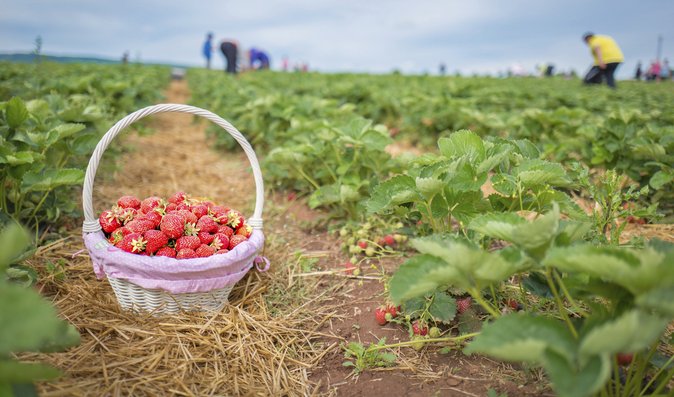 Samosběr jahod 2023: Kde v ČR nasbíráte levně ty nejsladší? | Magazín | Recepty.cz