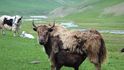 Jaci, němí obři: Za ohroženými i domestikovanými giganty do vysokohorských oblastí centrální Asie