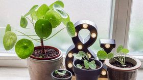 Jak pěstovat pileu: Nenáročná květina bude ozdobou vašeho interiéru