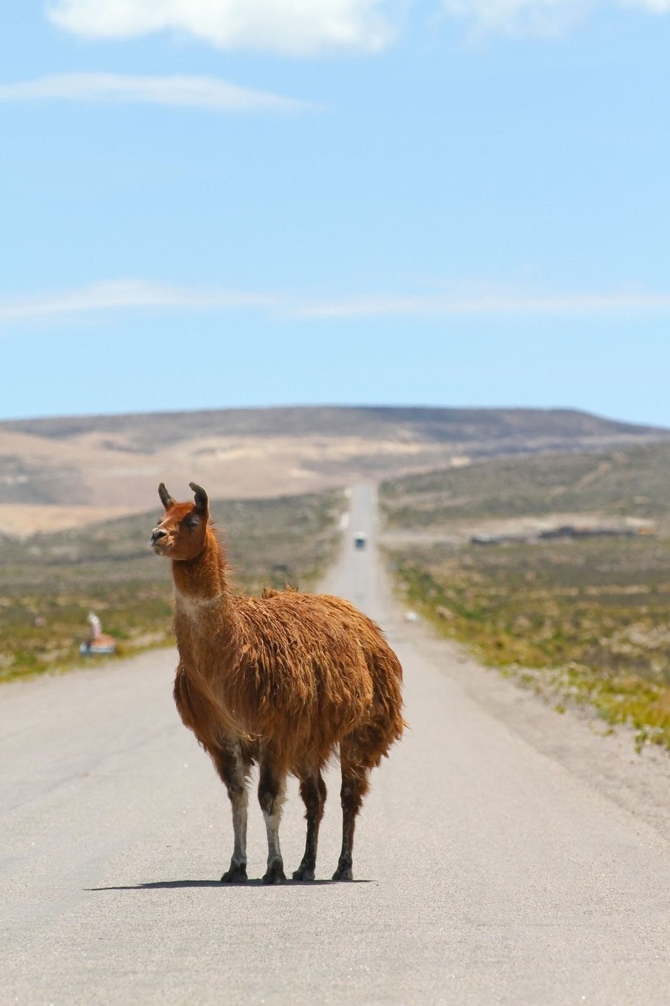 Nebuď lama a sleduj dopravní značky! Lama je kus masa a srážka s ní bolí.