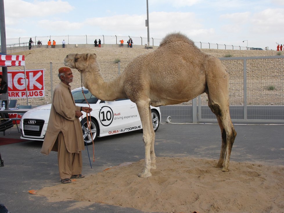 Jak se jezdí ve Spojených arabských emirátech