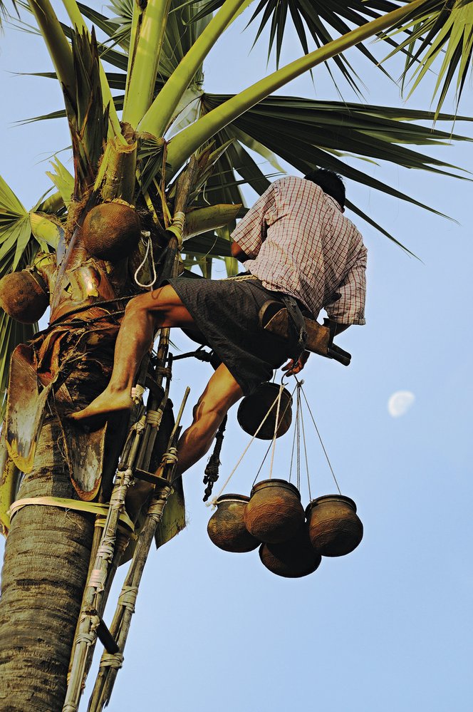 Výroba palmového cukru je dnes prakticky vymizelé řemeslo