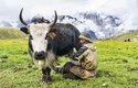 Jakové byli v Tibetu domestikováni už v 1. století př. n. l.