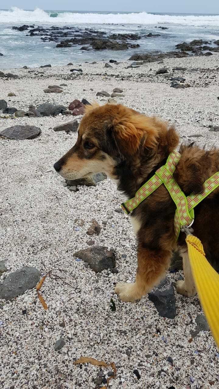 Noria u oceánu v Iquique - čekání na přesun.