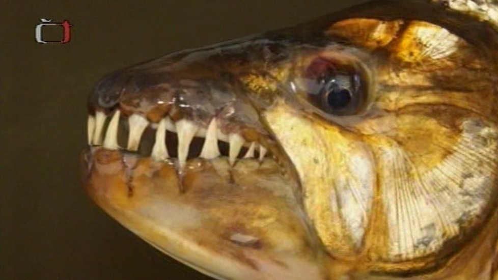 Tygří ryba má 32 tesáků ostrých jako žiletky