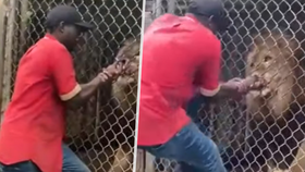 Pracovník jamajské zoo škádlil lva: Přišel o prst!
