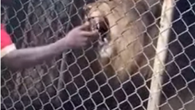 Pracovník jamajské zoo škádlil lva: Přišel o prst!