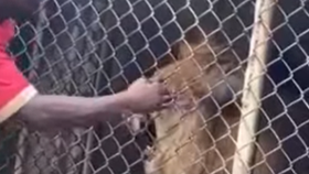 Pracovník jamajské zoo škádlil lva: Přišel o prst!