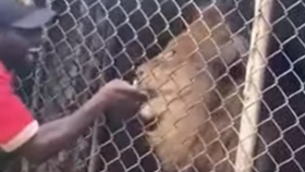 Pracovník jamajské zoo škádlil lva: Přišel o prst!