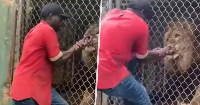 Pracovník jamajské zoo škádlil lva: Přišel o prst!