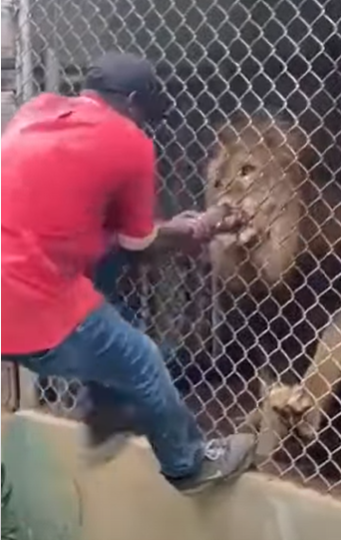 Pracovník jamajské zoo škádlil lva: Přišel o prst!
