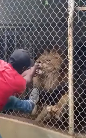 Pracovník jamajské zoo škádlil lva: Přišel o prst!