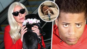 Lady Gaga si oddechla: Vězení pro muže, co postřelil jejího »venčitele« psů! Kolik dostal?
