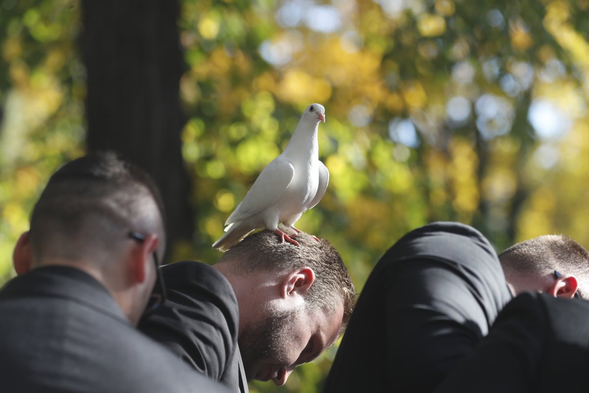 Jedna z holubic usedla na hlavu smutečního hosta.