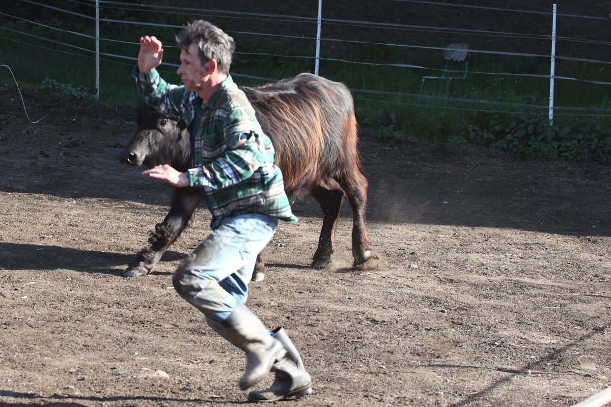 Neohrožený veterinář v akci